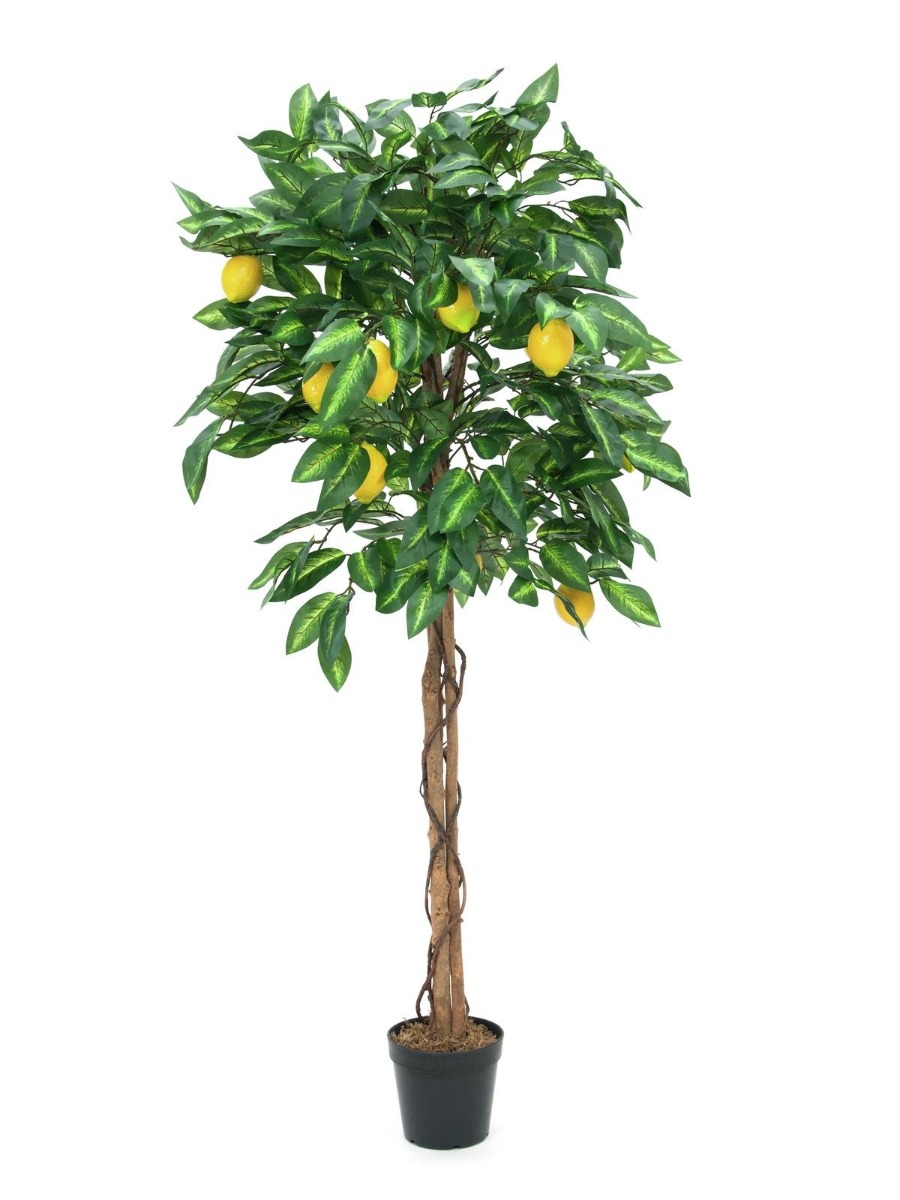 Zitronenbaum Messepflanze