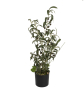 EUROPALMS Olivenbäumchen, Kunstpflanze, 90 cm