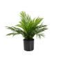 EUROPALMS Goldfruchtpalme, Kunstpflanze, 46 cm