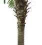 EUROPALMS Phönixpalme luxor, Kunstpflanze, 240cm