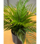 EUROPALMS Goldfruchtpalme, Kunstpflanze, 46 cm