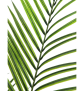 EUROPALMS Großblatt-Areca, Kunstpflanze, 165cm