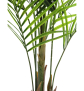 EUROPALMS Großblatt-Areca, Kunstpflanze, 165cm