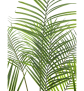 EUROPALMS Großblatt-Areca, Kunstpflanze, 185cm