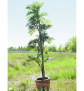 EUROPALMS Parlour Palme, Kunstpflanze, 150cm