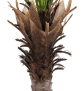 EUROPALMS Phönix Palme deluxe, Kunstpflanze  220cm