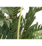 EUROPALMS Kentia Palme, Kunstpflanze, 150cm