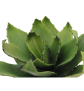 EUROPALMS Agave (EVA), künstlich, grün, 35cm