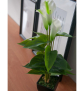 EUROPALMS Calla mini, Kunstpflanze, weiß, 43cm