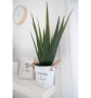 EUROPALMS Aloe-Vera Pflanze, Kunstpflanze, 60cm