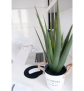 EUROPALMS Aloe-Vera Pflanze, Kunstpflanze, 60cm